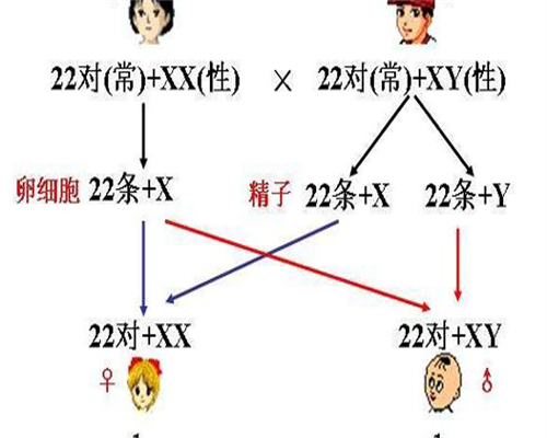 恒健风采，附详细亲子助孕代生流程！
