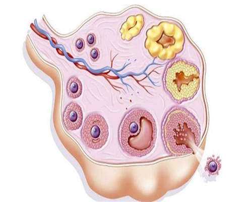 爆料信息!杭州卵巢早衰做试管成功率高吗?